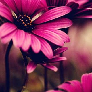 iPhone pink flower wallpaper