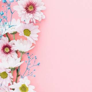 iPhone pink flower wallpaper