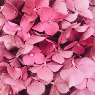 iPhone pink flower wallpaper