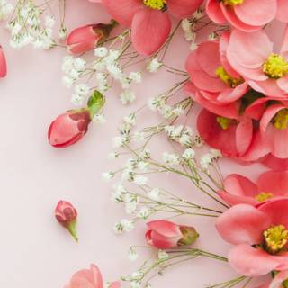 iPhone pink flower wallpaper