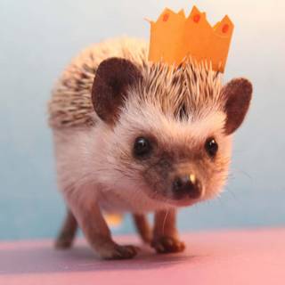 Hedgehog with crown wallpaper