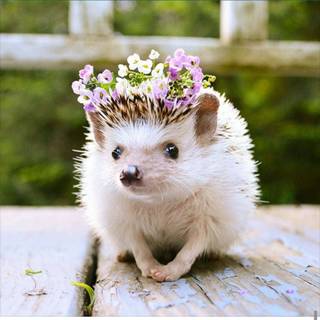 Hedgehog with crown wallpaper