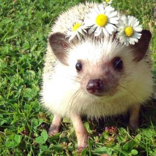 Hedgehog with crown wallpaper