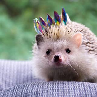 Hedgehog with crown wallpaper