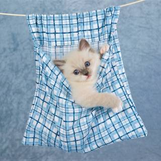 Kittens in clothes wallpaper