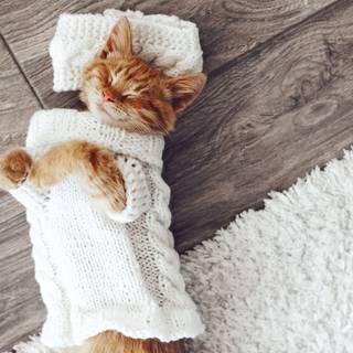 Kittens in clothes wallpaper