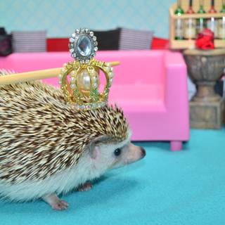 Hedgehog with crown wallpaper