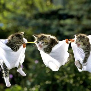 Kittens in clothes wallpaper