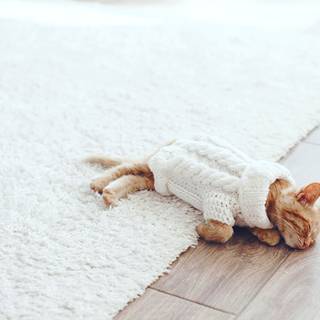 Kittens in clothes wallpaper