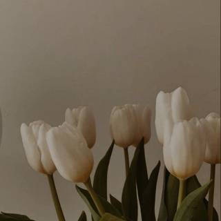 Tulips aesthetic iPhone wallpaper