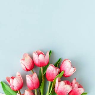 Tulips aesthetic iPhone wallpaper