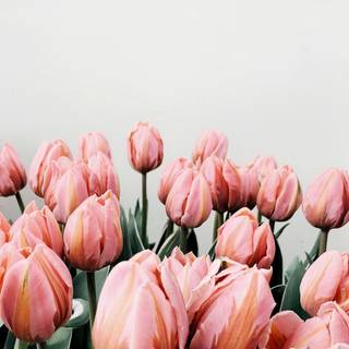 Tulips aesthetic iPhone wallpaper