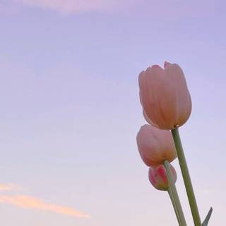 Tulips aesthetic iPhone wallpaper