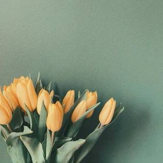 Tulips aesthetic iPhone wallpaper