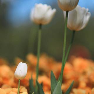 Tulips aesthetic iPhone wallpaper