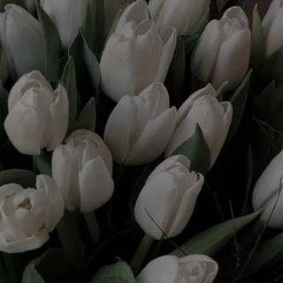 Tulips aesthetic iPhone wallpaper