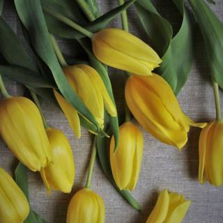 Tulips aesthetic iPhone wallpaper