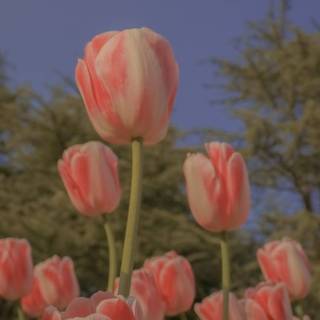 Tulips aesthetic iPhone wallpaper