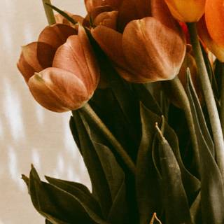 Tulips aesthetic iPhone wallpaper