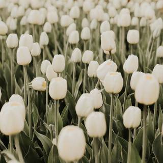 Tulips aesthetic iPhone wallpaper