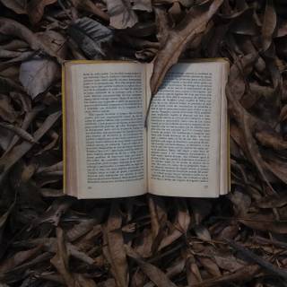 iPhone 12 book wallpaper