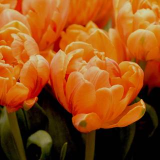 Tulips aesthetic iPhone wallpaper