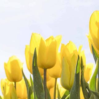 Tulips aesthetic iPhone wallpaper