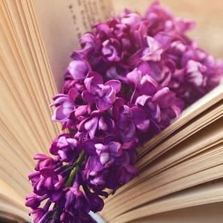 iPhone 12 book wallpaper