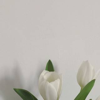 Tulips aesthetic iPhone wallpaper