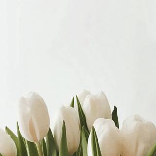 Tulips aesthetic iPhone wallpaper