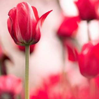 Tulips aesthetic iPhone wallpaper