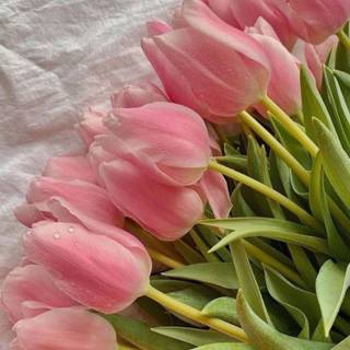 Tulips aesthetic iPhone wallpaper