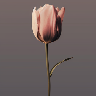Tulips aesthetic iPhone wallpaper