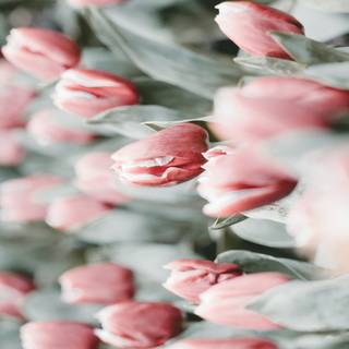 Tulips aesthetic iPhone wallpaper