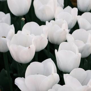 Tulips aesthetic iPhone wallpaper