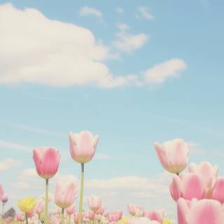 Tulips aesthetic iPhone wallpaper