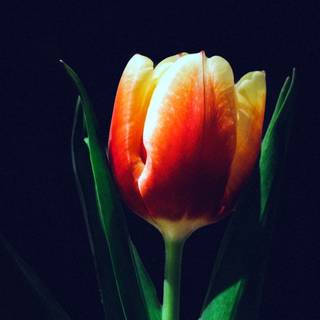 Tulips aesthetic iPhone wallpaper