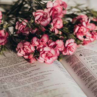 iPhone 12 book wallpaper