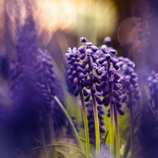 Spring simple laptop wallpaper