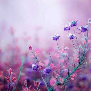 Spring laptop 4k wallpaper