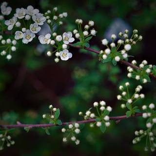 Spring simple laptop wallpaper