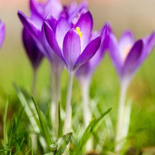 Spring simple laptop wallpaper