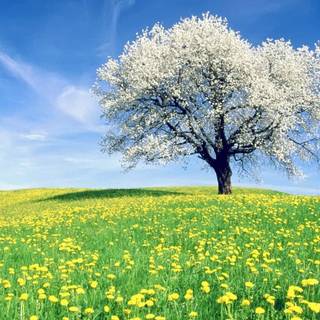 Spring tree desktop wallpaper