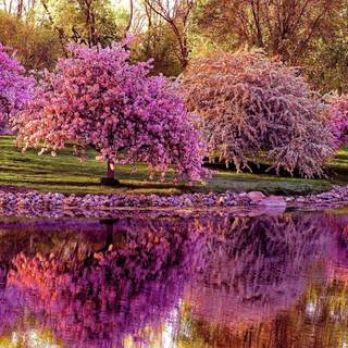 Spring tree desktop wallpaper