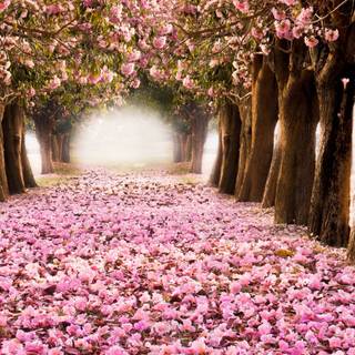 Spring tree desktop wallpaper