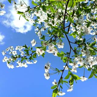 Spring season phone wallpaper