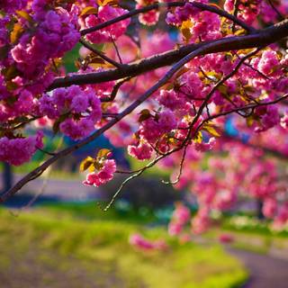 Spring tree desktop wallpaper
