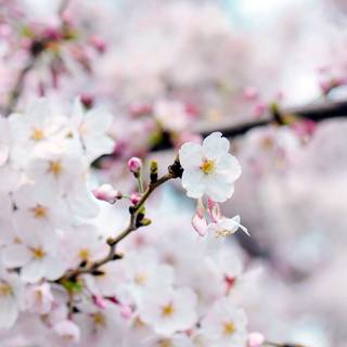 Spring tree desktop wallpaper