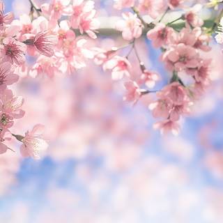 Spring tree desktop wallpaper