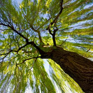 Spring tree desktop wallpaper